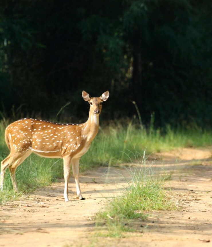 Kanha